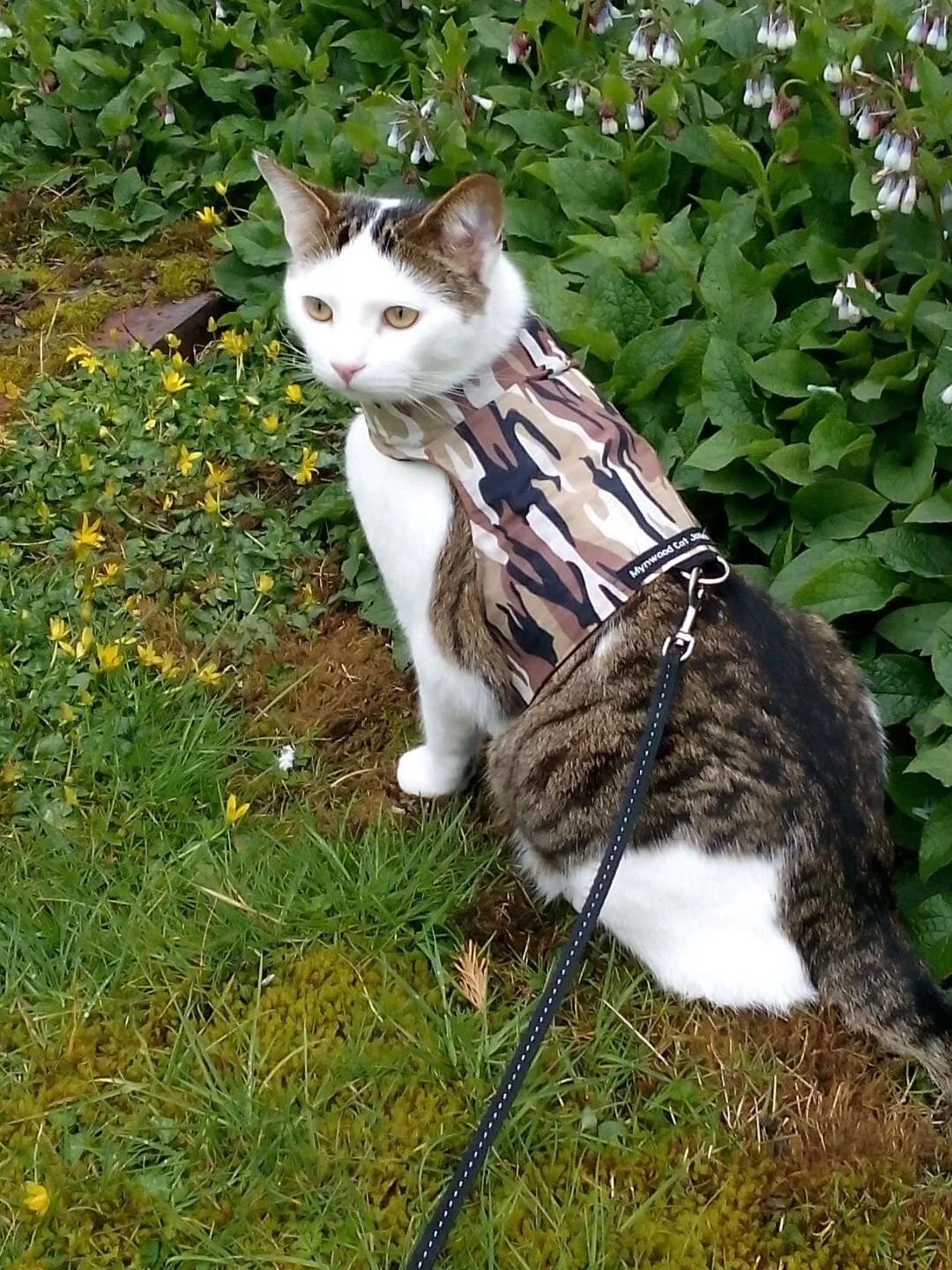 Kitty holster sales cat harness canada